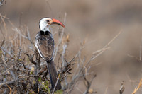 Northern Red-billed Hornbill