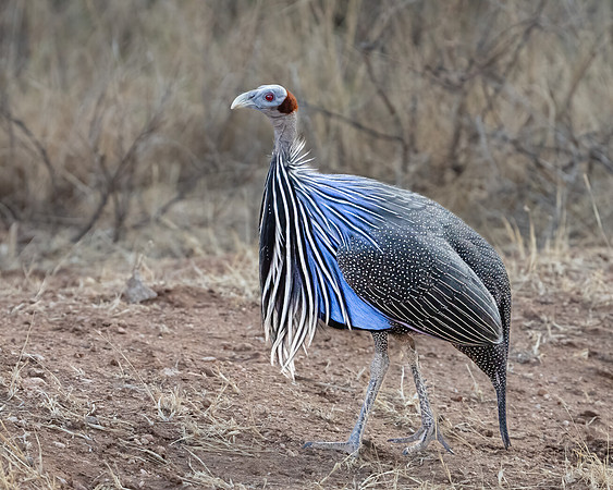 Vulturine Guineafowl