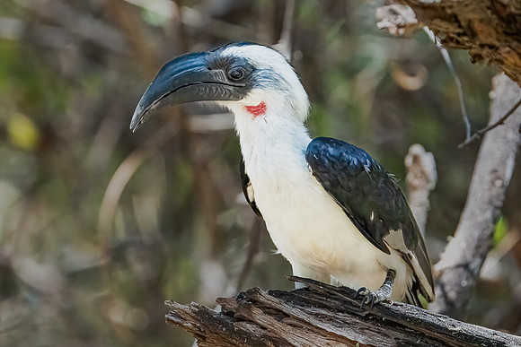 Von der Decken's Hornbill