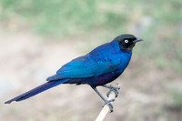 Ruppell's Starling