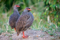 Scaly Spurfowl