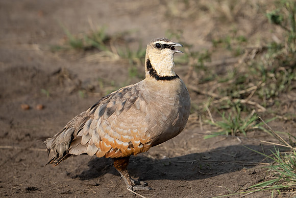 Yellow-throated Sandgrouse