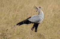 Secretary Bird
