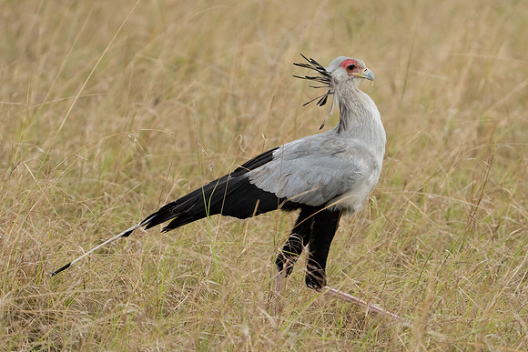 Secretary Bird