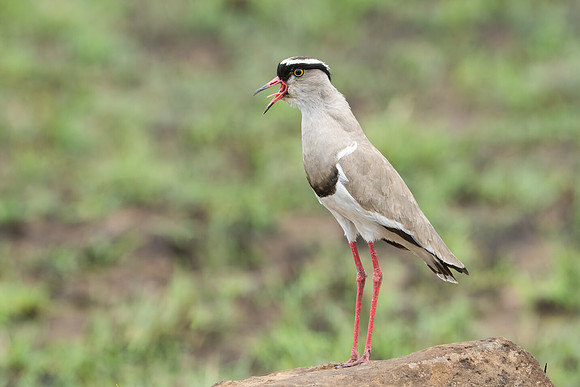 White-crowned Lapwing