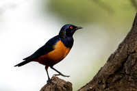 Hildebrandt's Starling