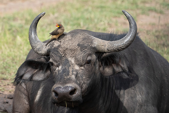 Yellow-billed Oxpecker