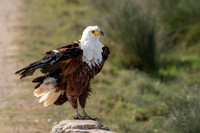 African Fish-Eagle