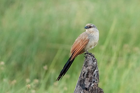 White-browed Coucal