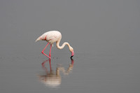 Greater Flamingo