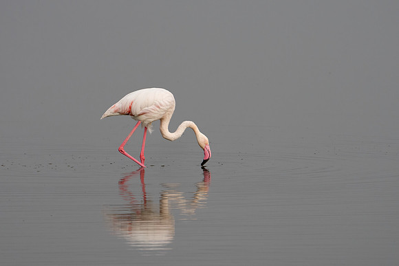Greater Flamingo