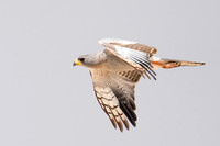 Eastern Chanting-Goshawk