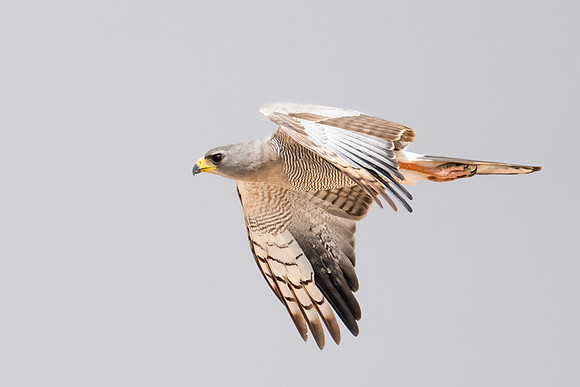 Eastern Chanting-Goshawk