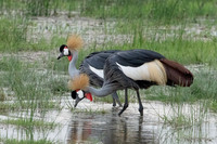 Gray Crowned-Crane