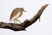 Squacco Heron