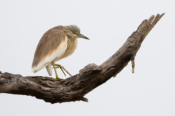 Squacco Heron