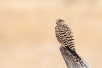 Greater Kestrel