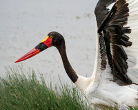 Saddle-billed Stork