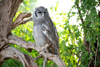 Verreaux's Eagle-Owl
