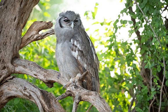 Verreaux's Eagle-Owl
