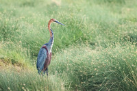 Goliath Heron