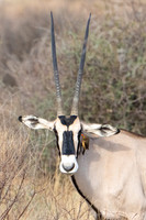 Red-billed Oxpecker