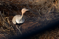 Buff-crested Bustard