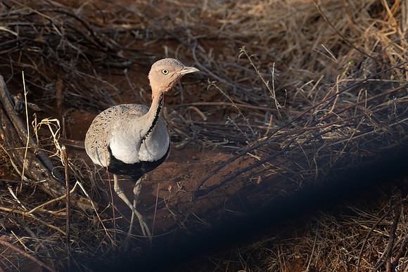 Buff-crested Bustard