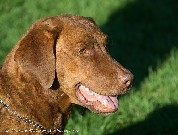 1209_Chessie_326