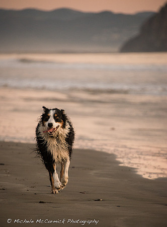 1210_BeachDog_891