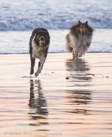 1210_Beachdogs_915