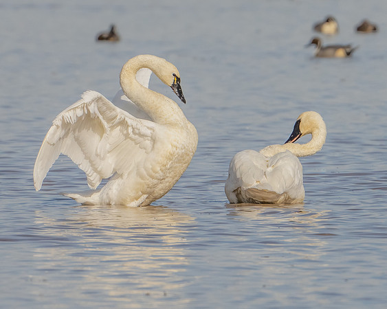 Tundra Swan Display