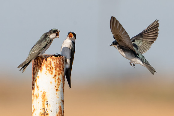 Tree Swallows