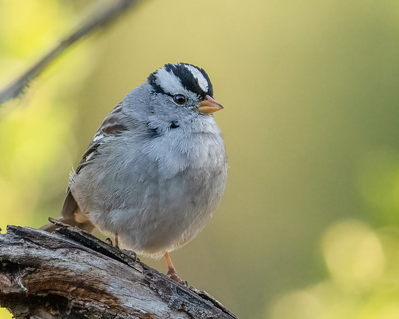 White-crowned Sparrow