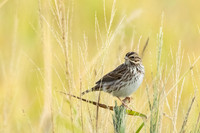 Savannah Sparrow