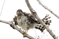 Cooper's Hawk