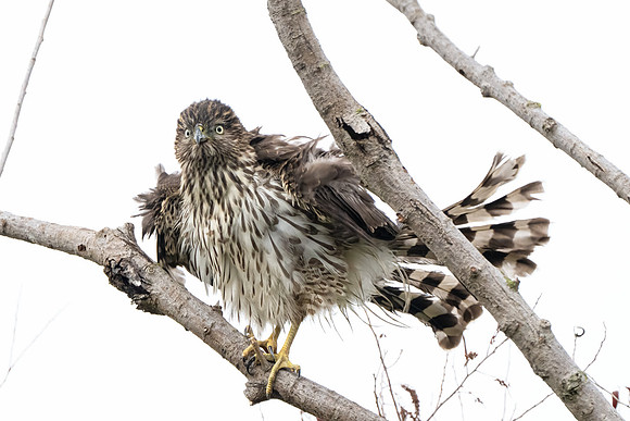 Cooper's Hawk