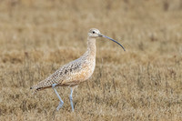 Long-billed Curlew