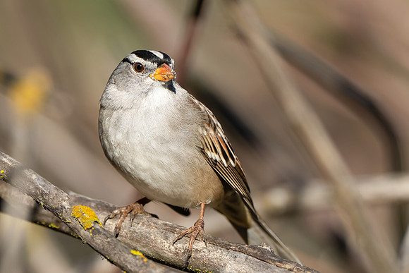White-crowned Sparrow