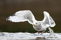 Herring Gull