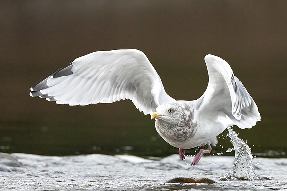Herring Gull