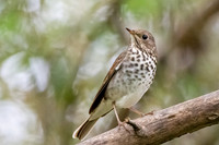 Hermit Thrush