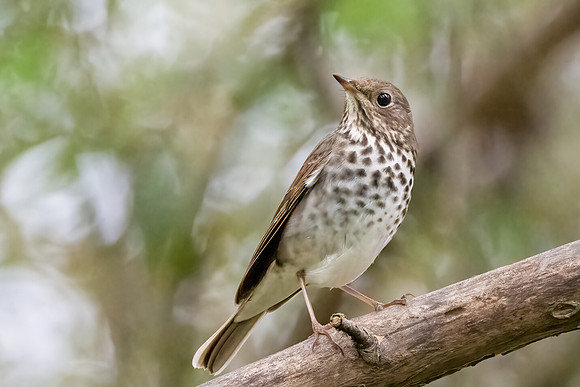 Hermit Thrush