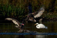 Great Egret and Turkey Vultures