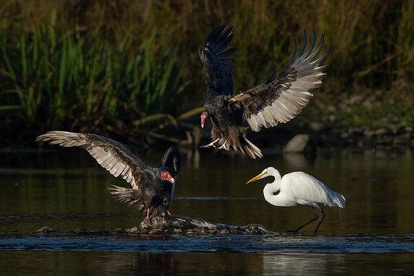 Great Egret and Turkey Vultures