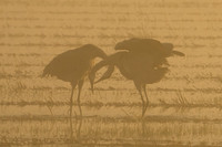 Sandhill Crane