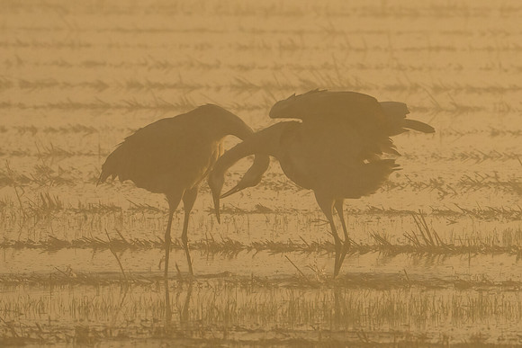 Sandhill Crane