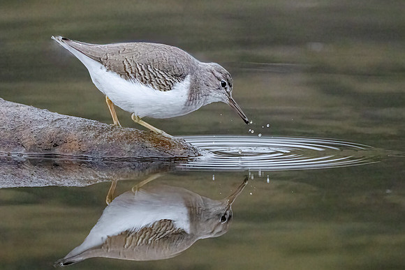 Spotted Sandpiper