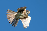 American Kestrel