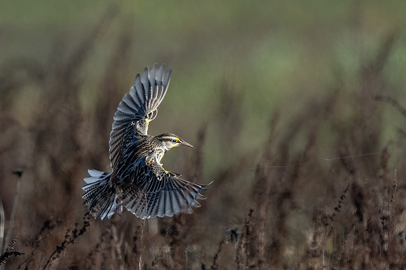 Western Meadowlark